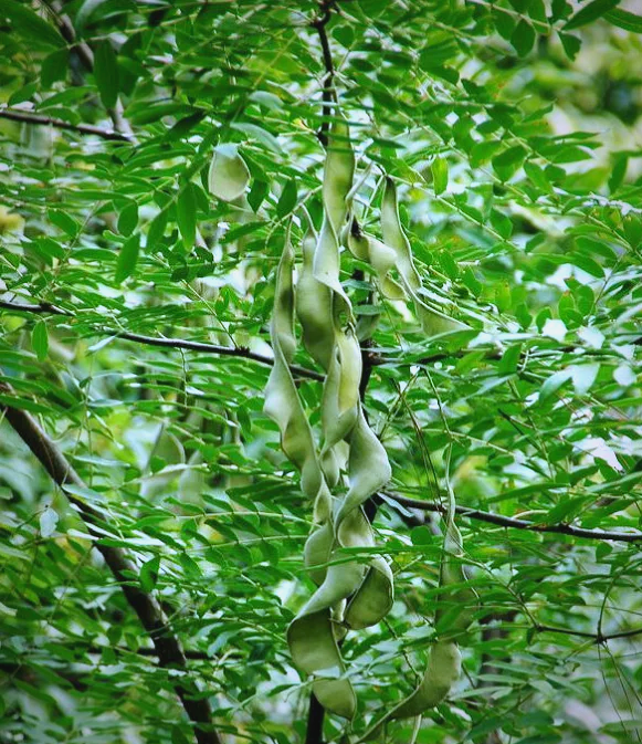 a0ee7f0959c2b1b4619bf655cebae97c.png a0ee7f0959c2b1b4619bf655cebae97c.png